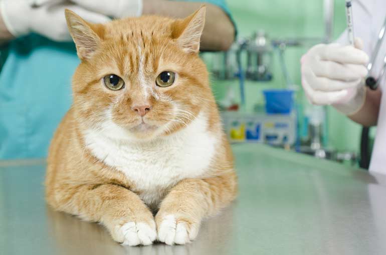 cat on table