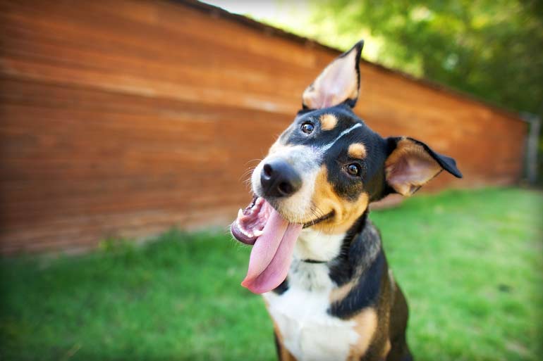 happy dog