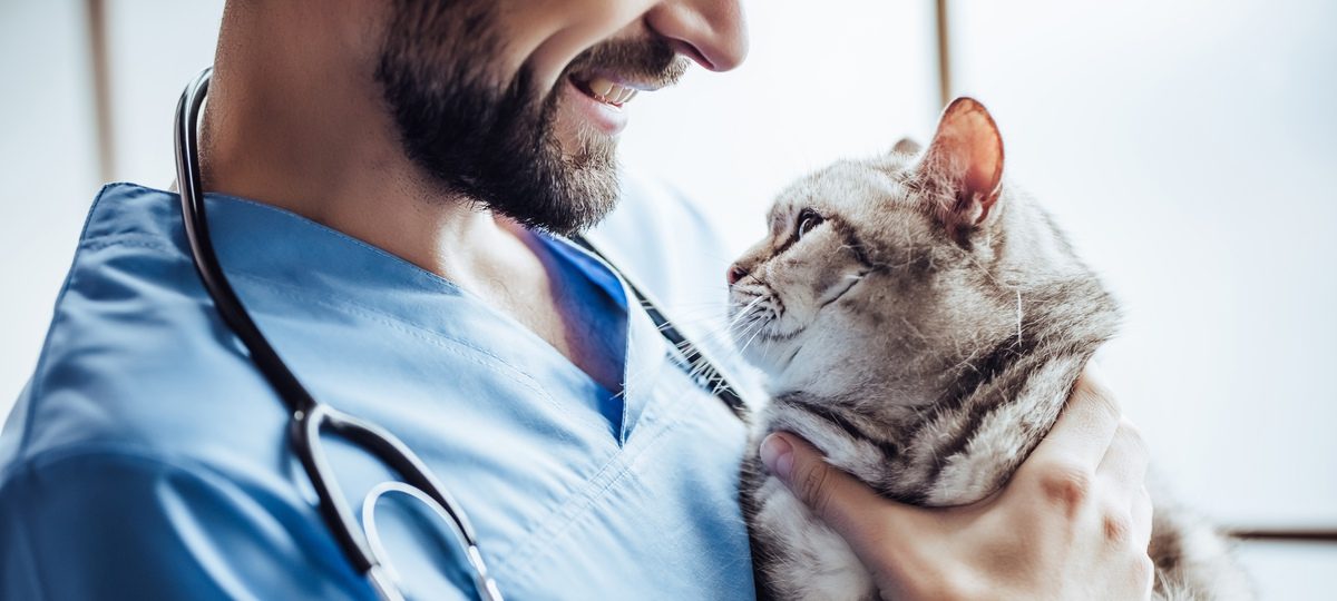 Veterinarian in Scottsdale, AZ