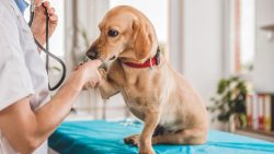 Veterinarian in Tucson, AZ