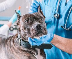 Veterinarian in Phoenix, AZ