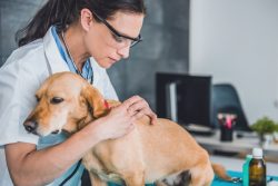 Veterinarian in Tucson, AZ