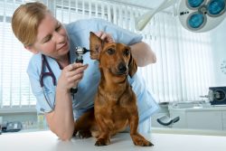 Veterinarian in Scottsdale, AZ