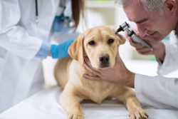 Veterinarian in Tucson, AZ