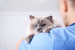 Veterinarian in Phoenix, AZ