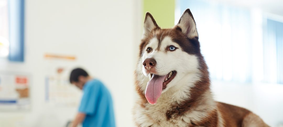 Veterinarian in Mesa, AZ