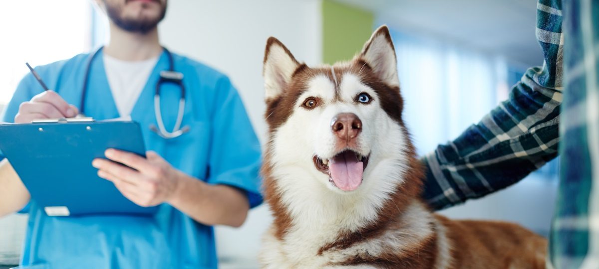 Veterinarian in Tucson, AZ