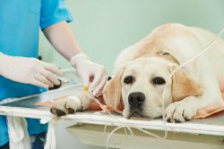 Veterinarian in Mesa, AZ