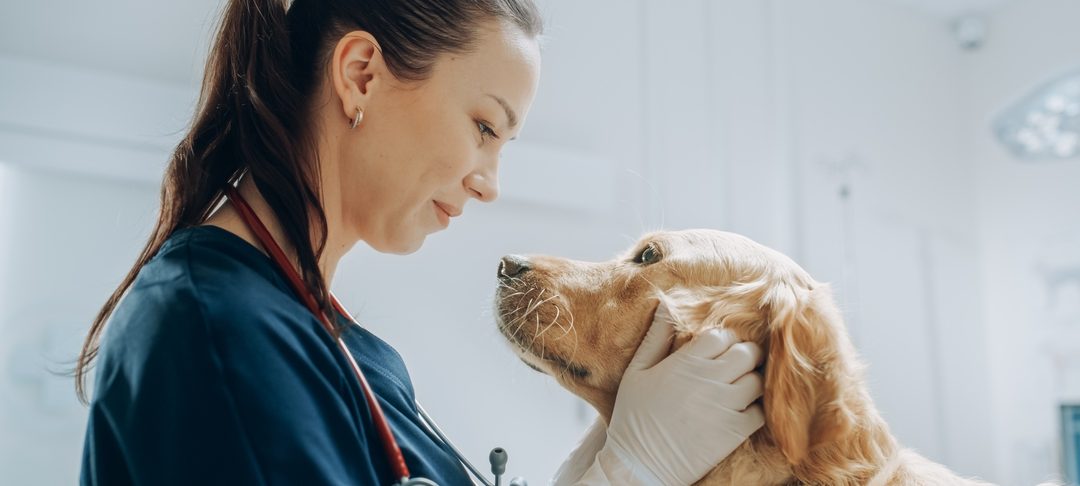 Veterinarian in Phoenix, AZ