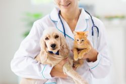 Veterinarian in Mesa, AZ