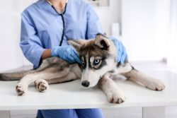 Veterinarian in Phoenix, AZ