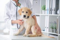 Veterinarian in Scottsdale, AZ