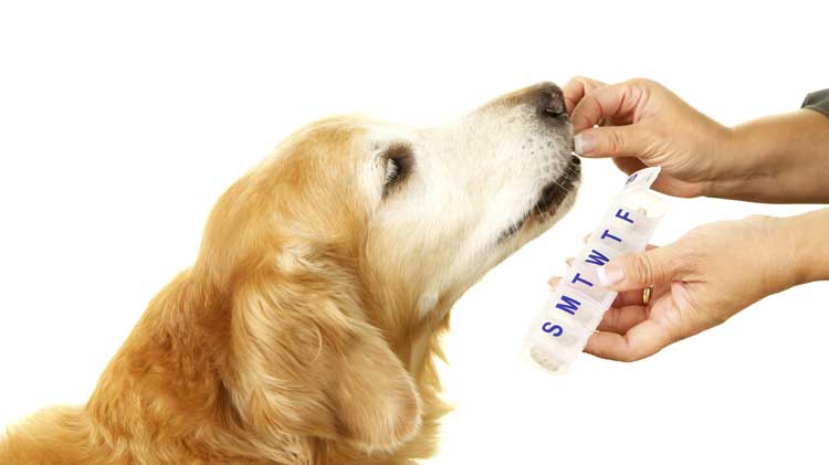 dog pills