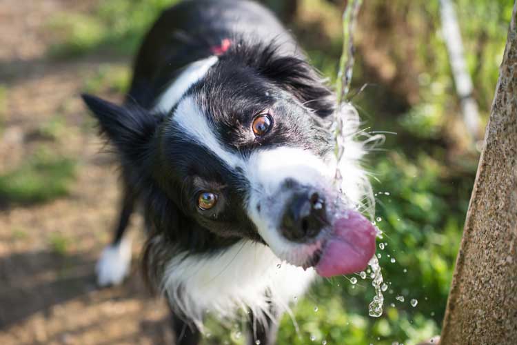 puppy dehydration