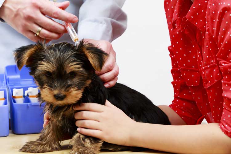 puppy vaccination